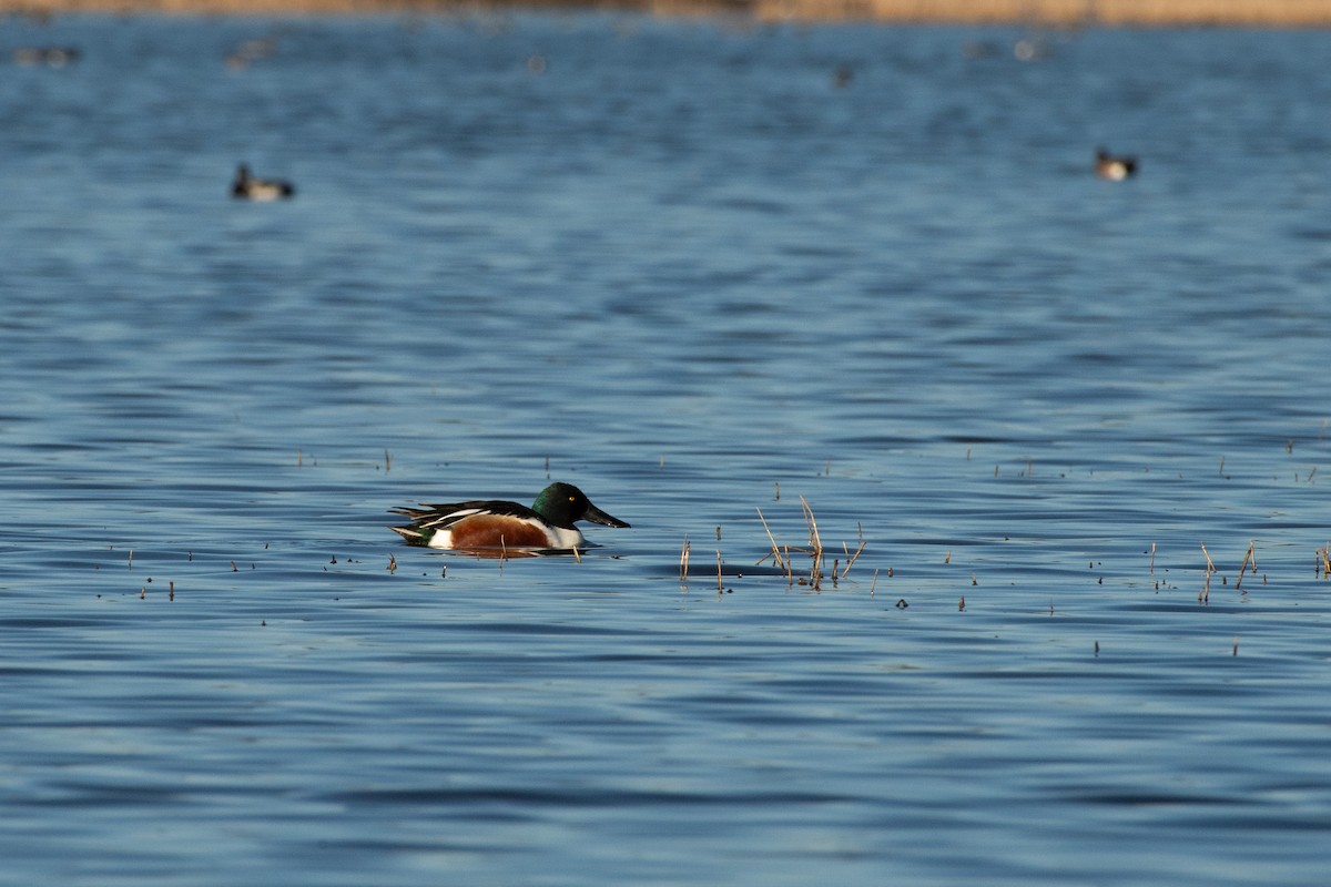 Northern Shoveler - ML616305217