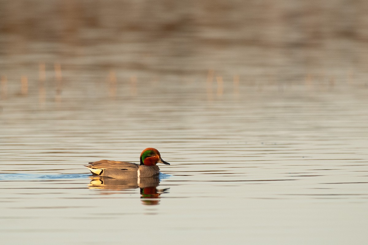 Green-winged Teal - ML616305254