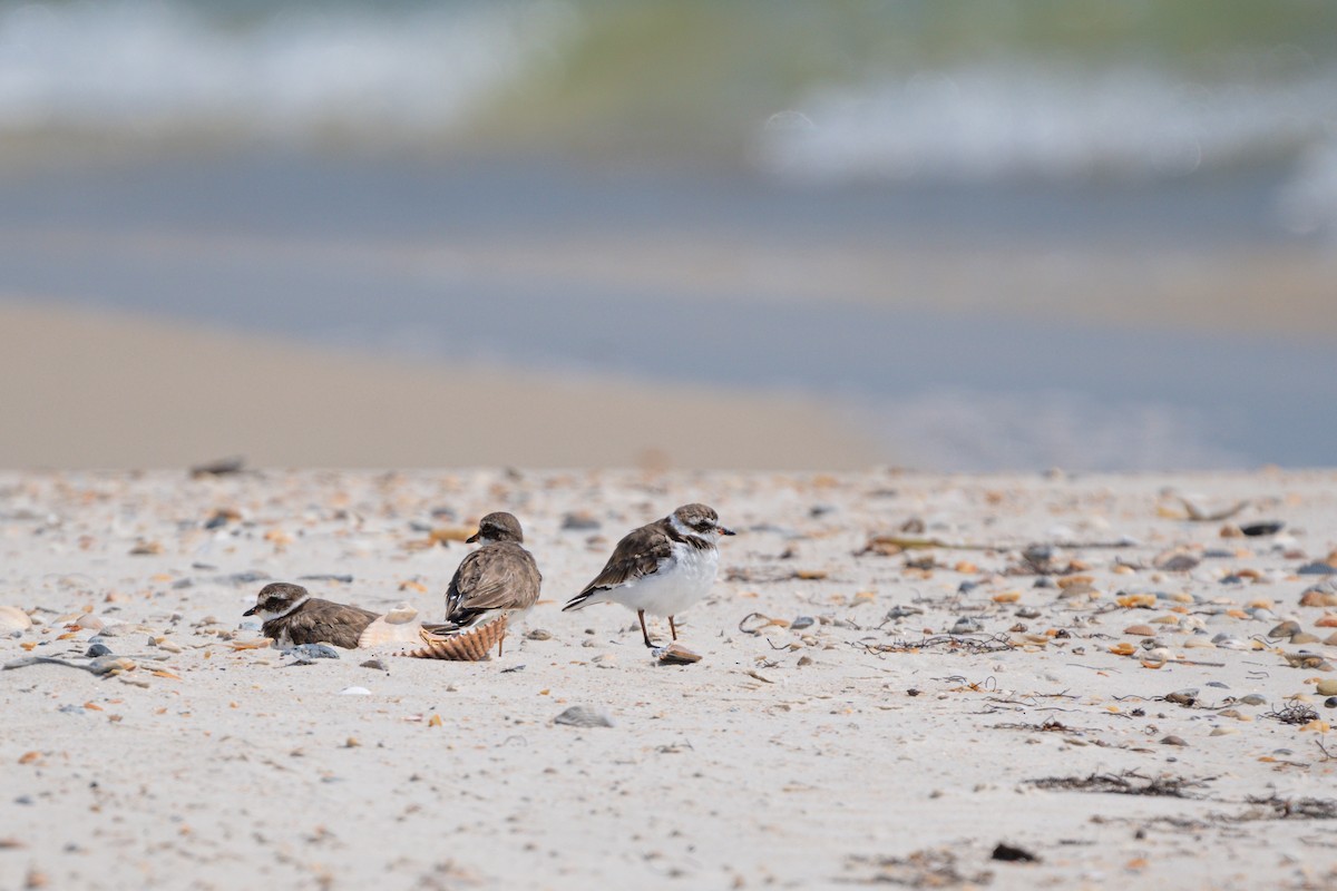Semipalmated Plover - ML616305260