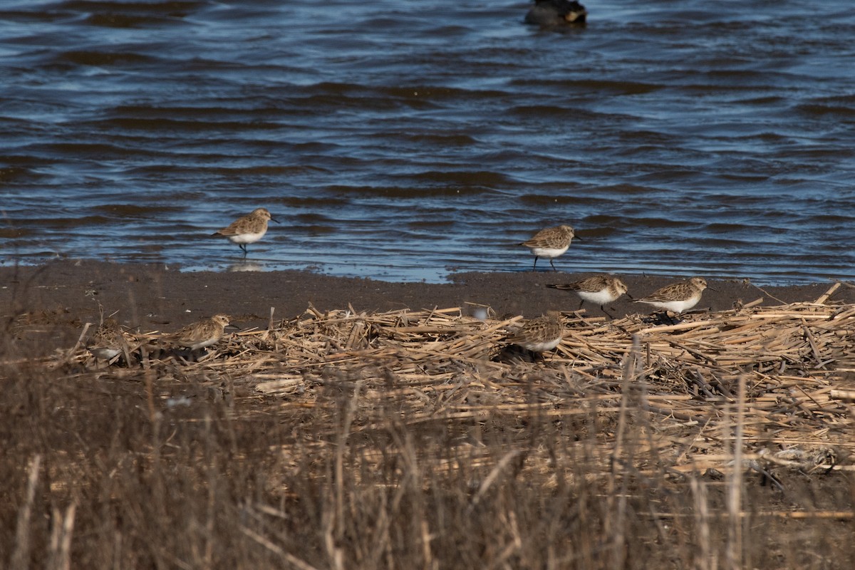 Baird's Sandpiper - ML616305274