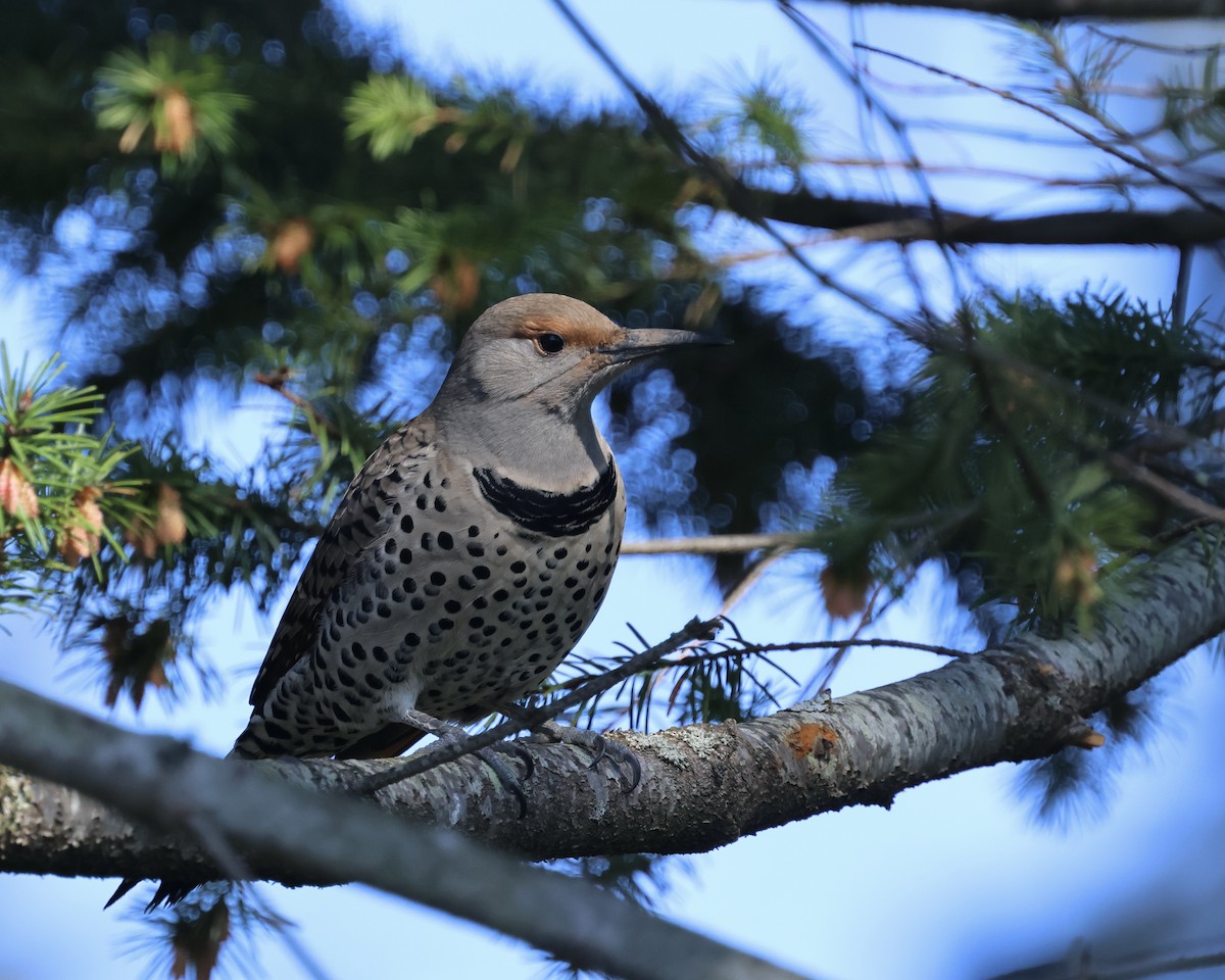 Northern Flicker (Red-shafted) - ML616305287