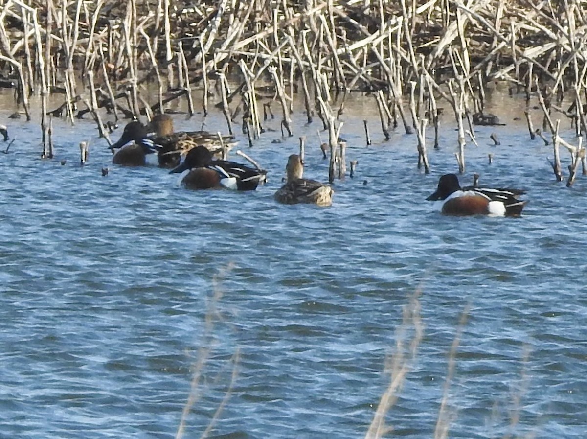 Canard souchet - ML616305297