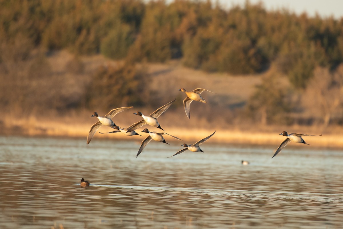 Northern Pintail - ML616305307