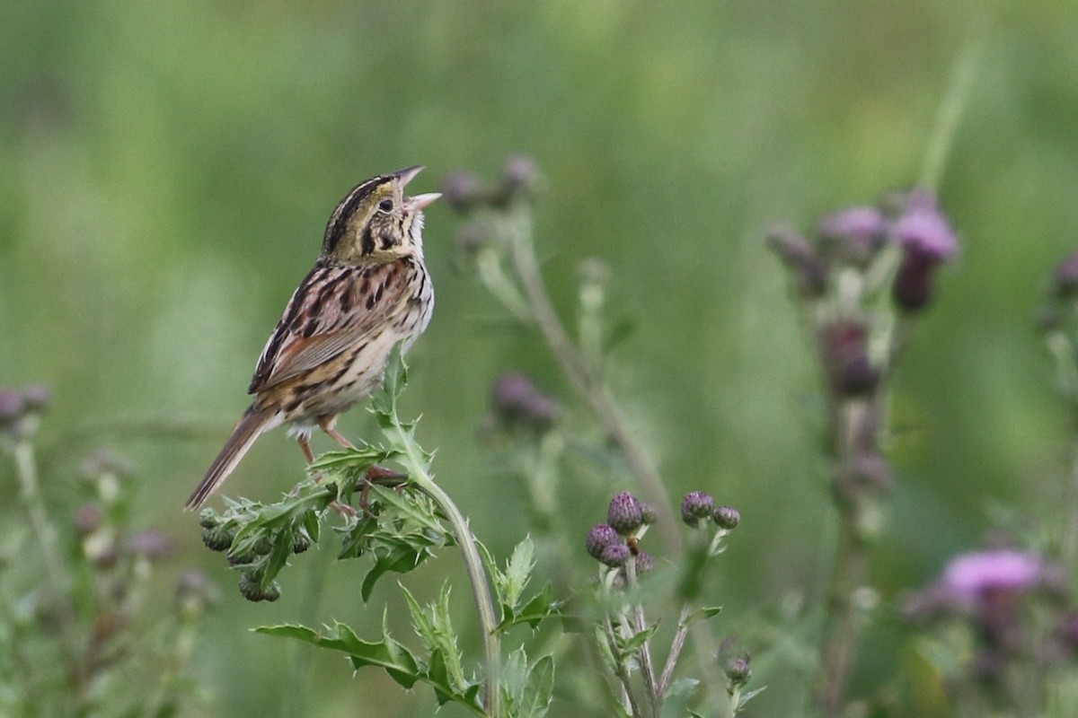 Henslow's Sparrow - Dan Rottino