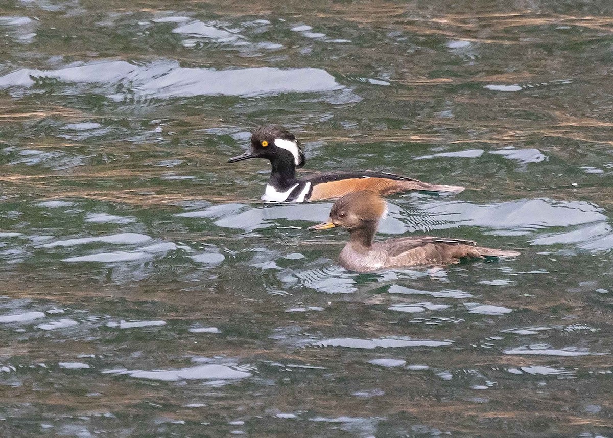 Hooded Merganser - ML616305317