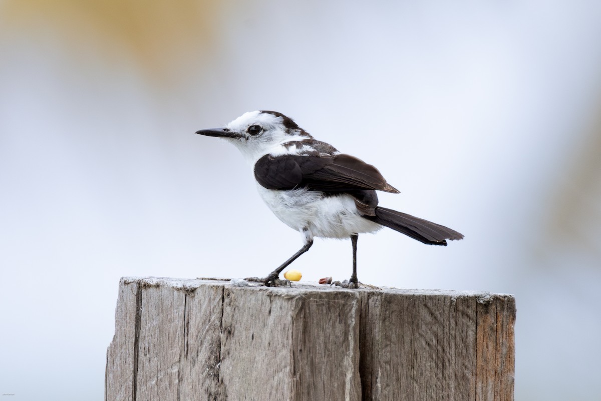 Pied Water-Tyrant - ML616305320