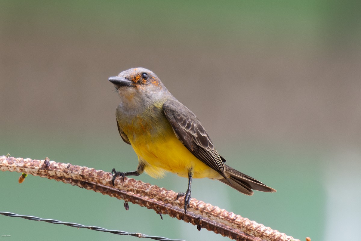 Tropical Kingbird - ML616305338