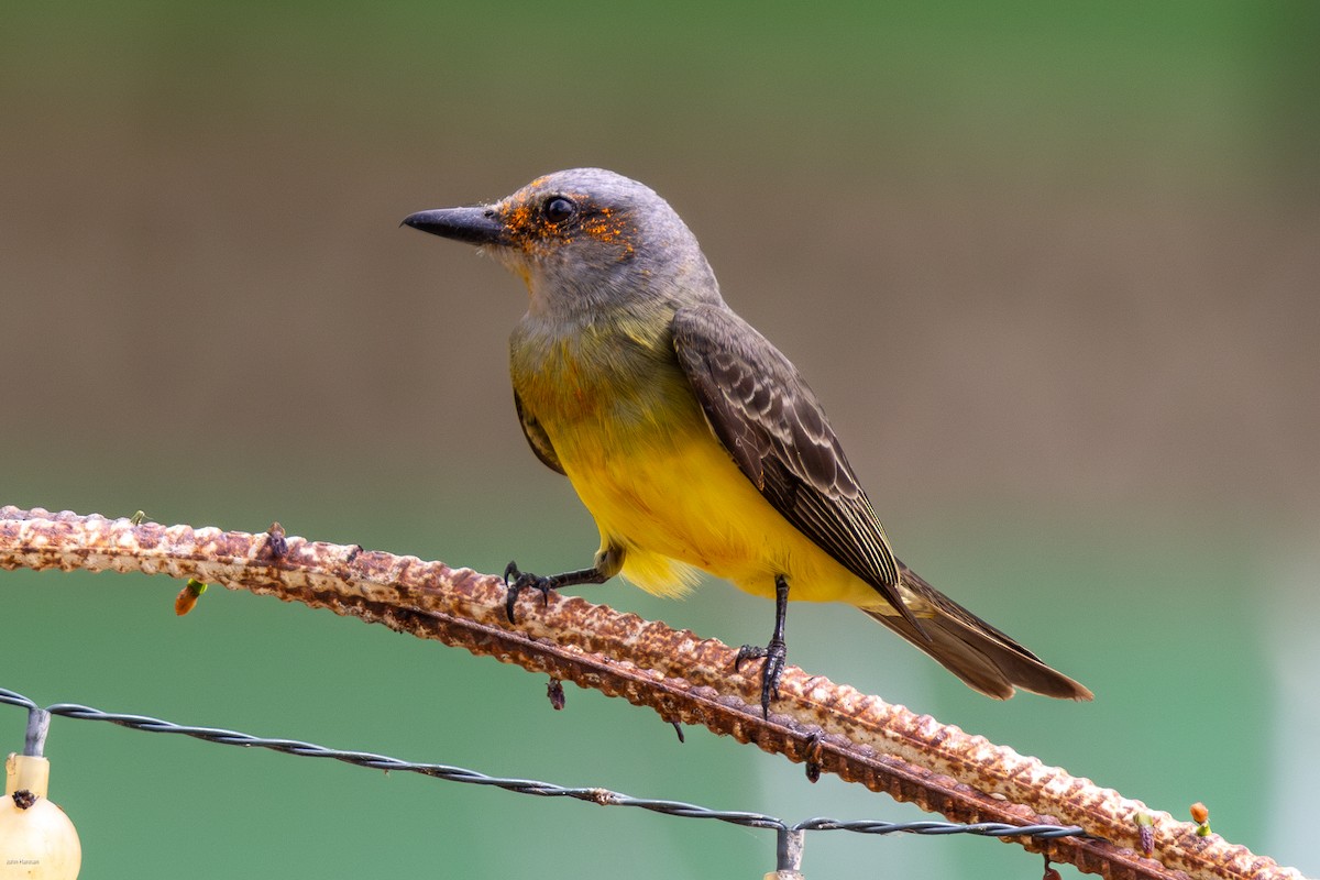 Tropical Kingbird - ML616305339