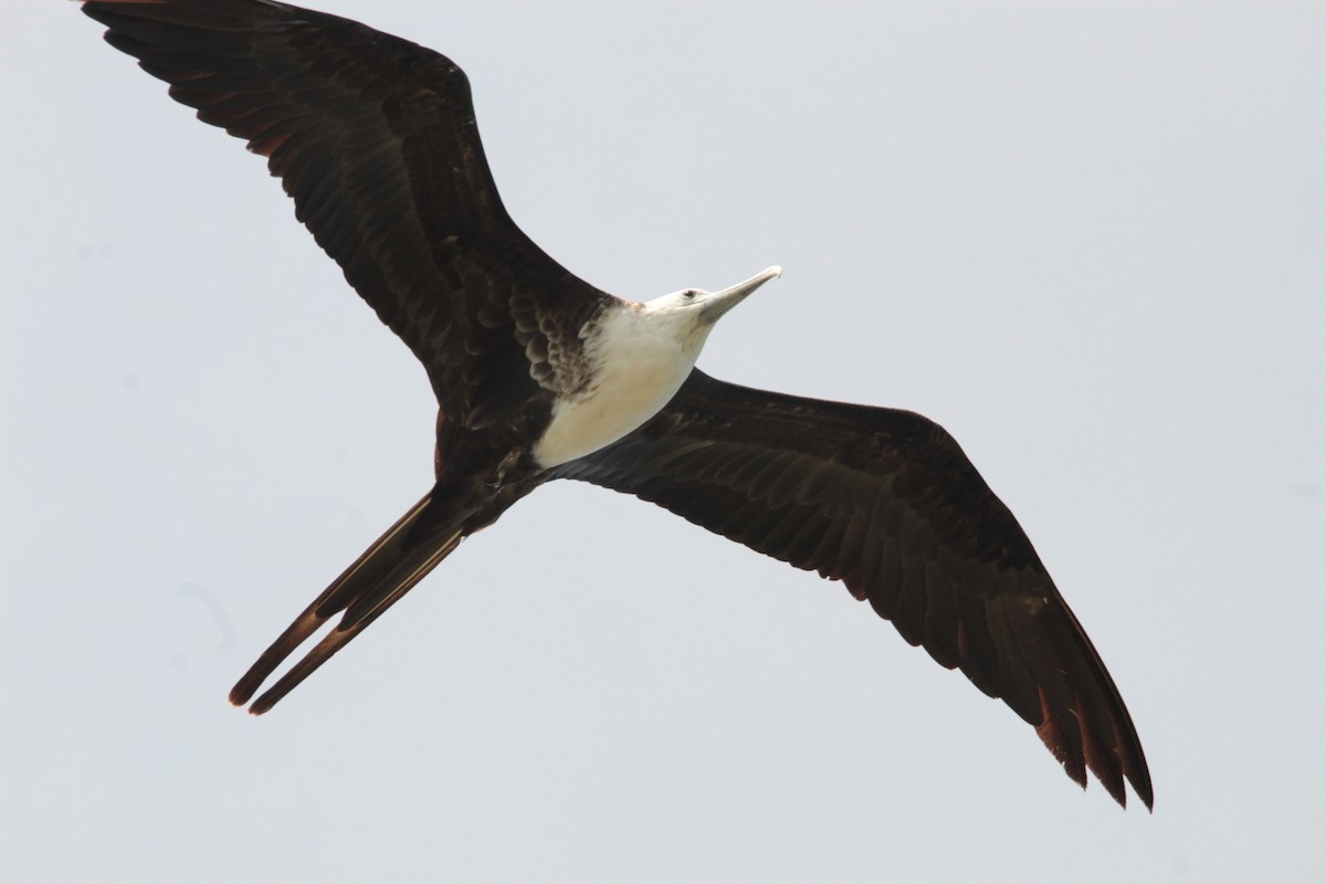 Magnificent Frigatebird - ML616305361