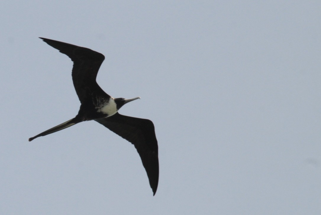 Magnificent Frigatebird - ML616305363