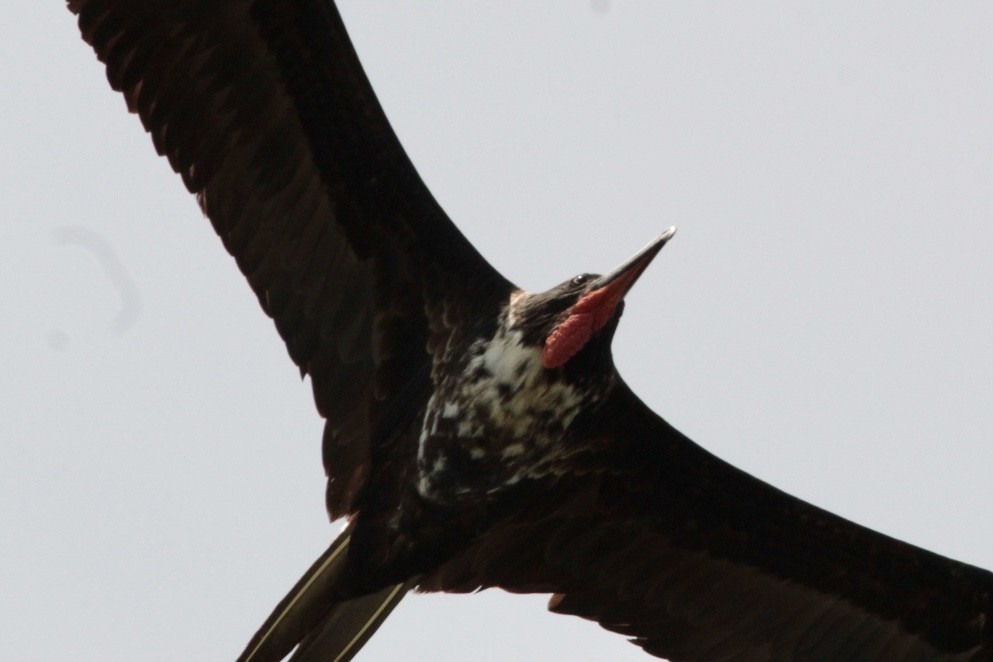 Magnificent Frigatebird - ML616305364