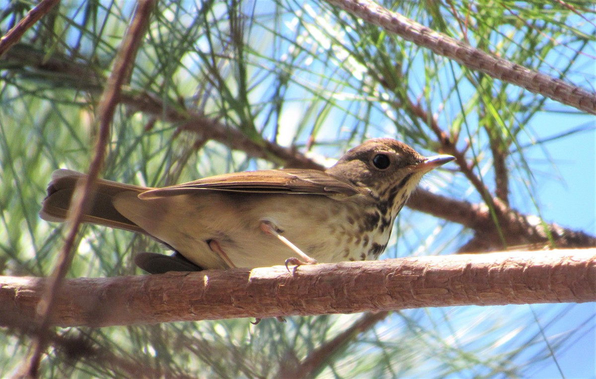 Hermit Thrush - ML616305371