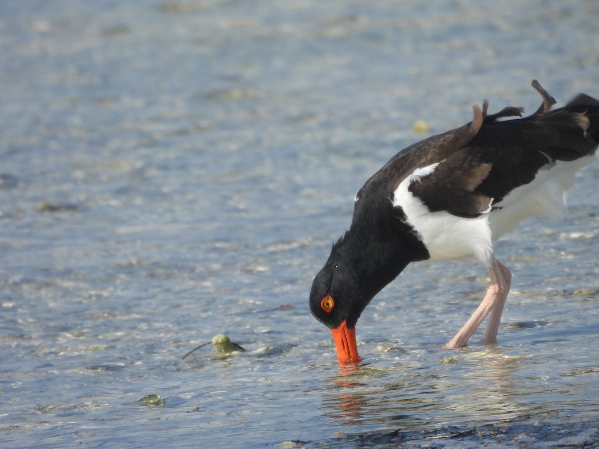 American Oystercatcher - ML616305409