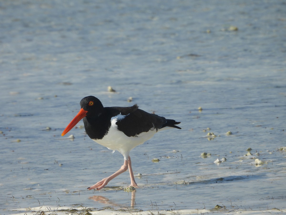 American Oystercatcher - ML616305410