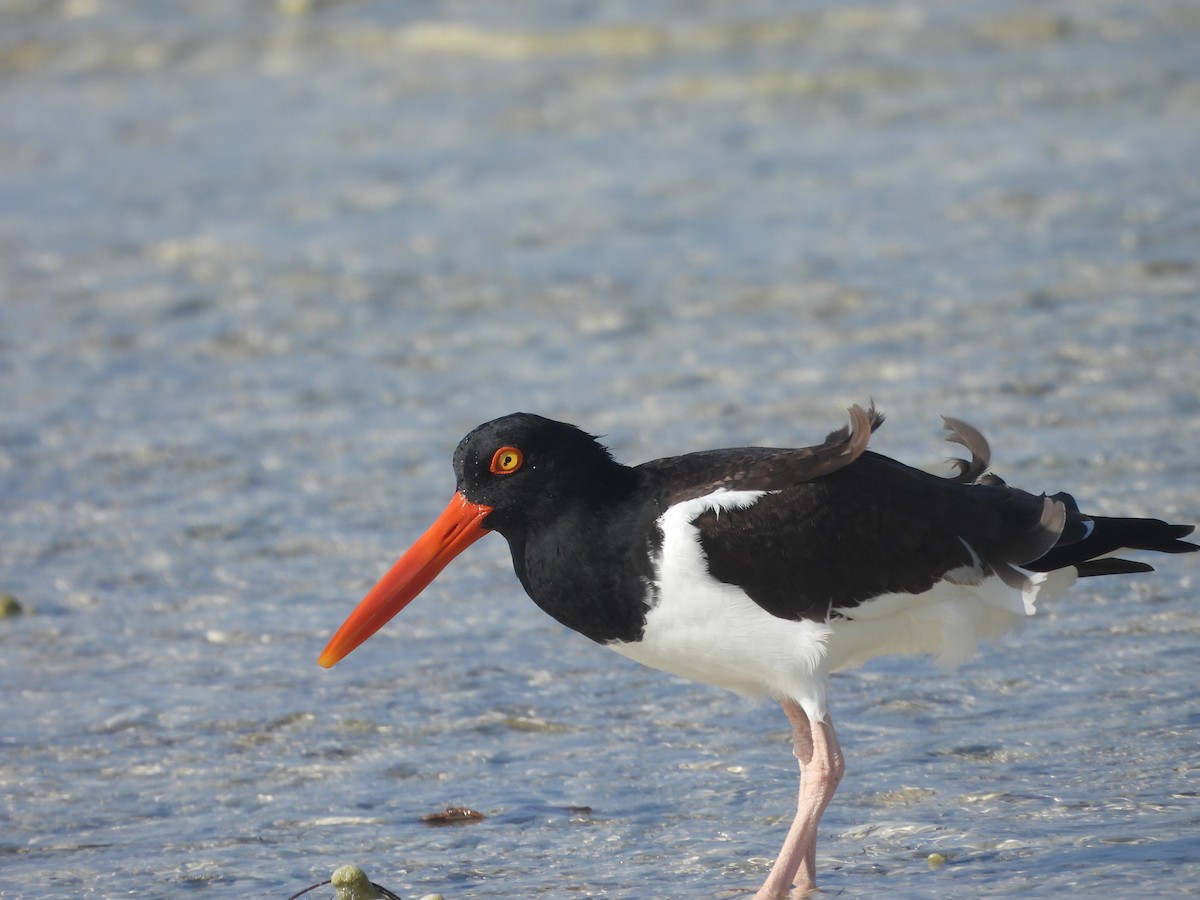 American Oystercatcher - ML616305420