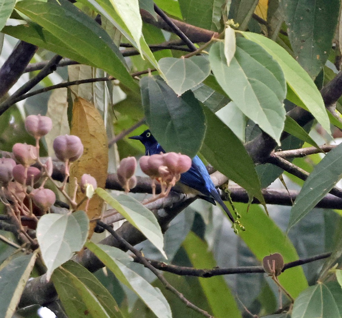 Scarlet-breasted Dacnis - ML616305435