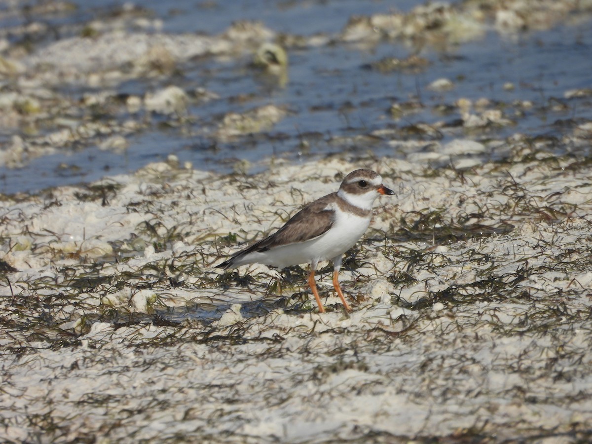 Semipalmated Plover - ML616305451