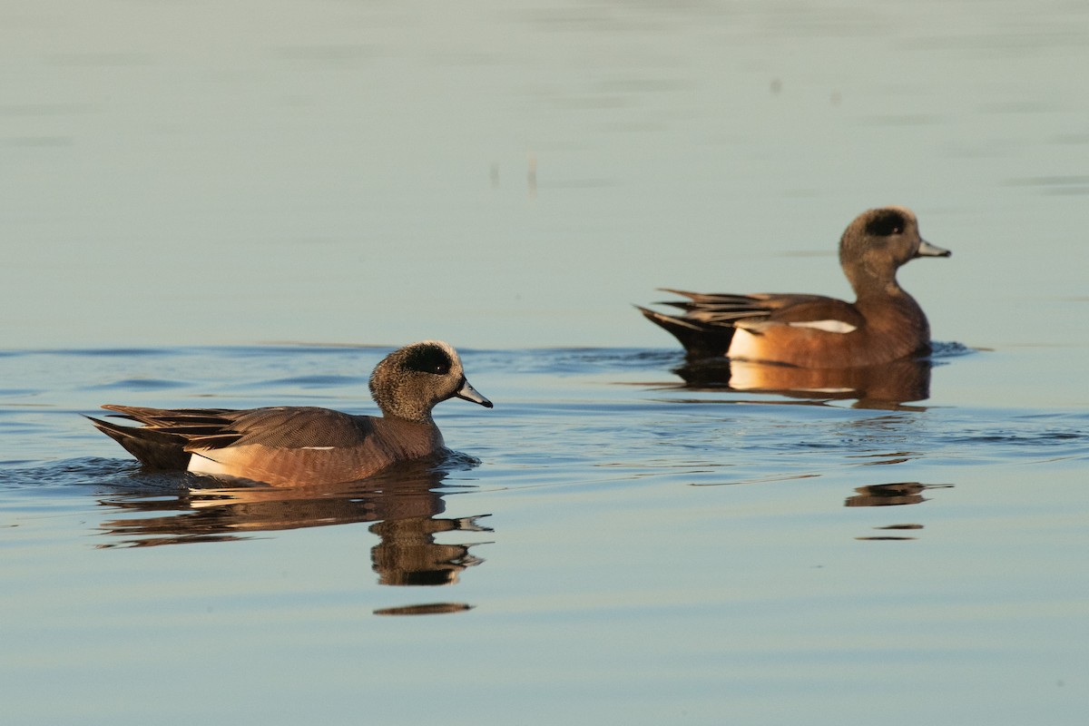 American Wigeon - ML616305453