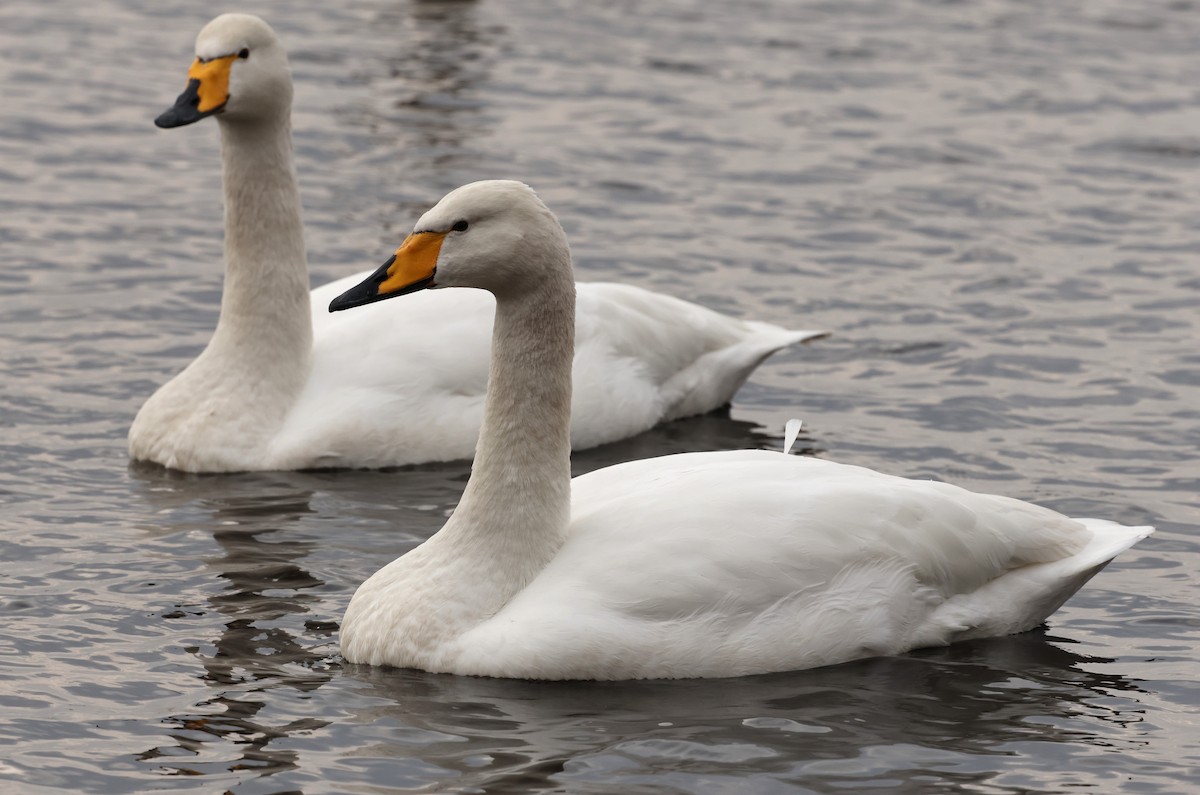 Whooper Swan - Nick Lethaby