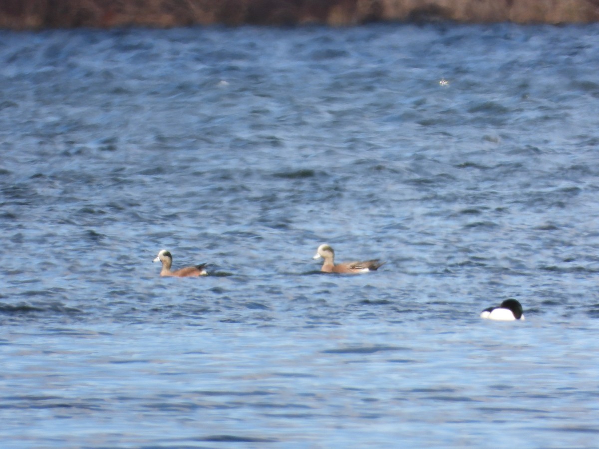 American Wigeon - ML616305501