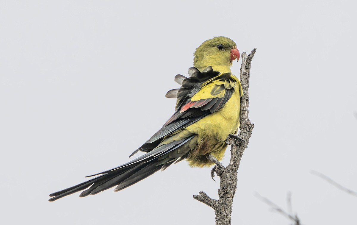 Regent Parrot - Philip Griffin