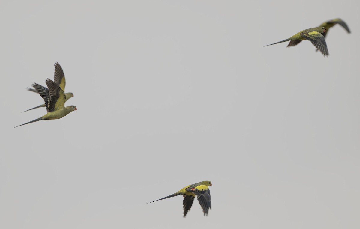 papouškovec žlutokřídlý - ML616305543