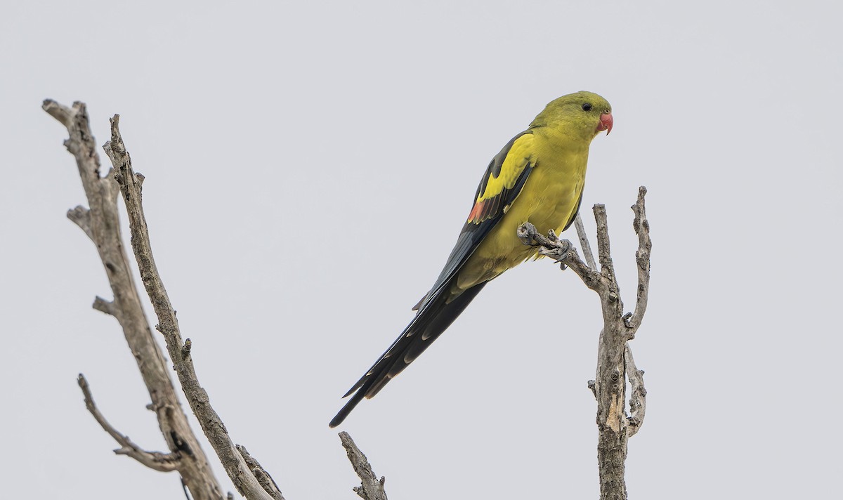 Regent Parrot - Philip Griffin