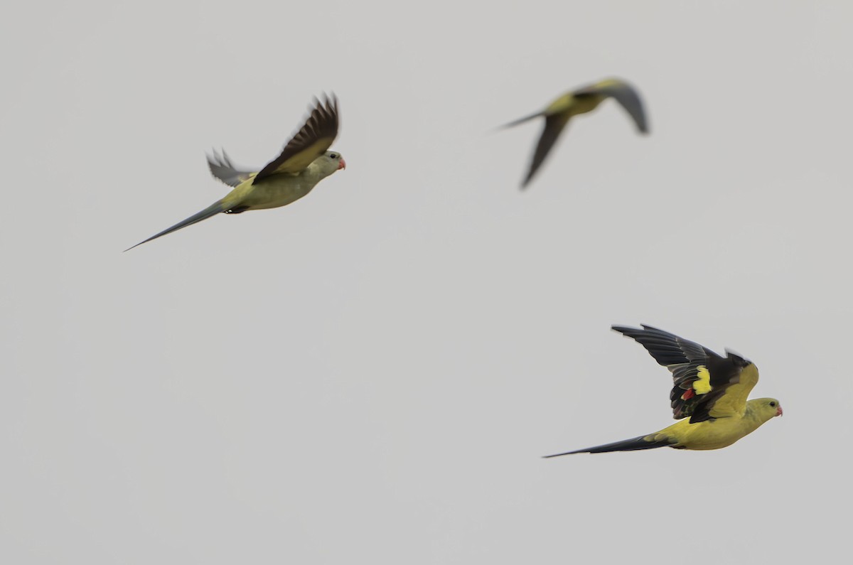 Regent Parrot - ML616305546