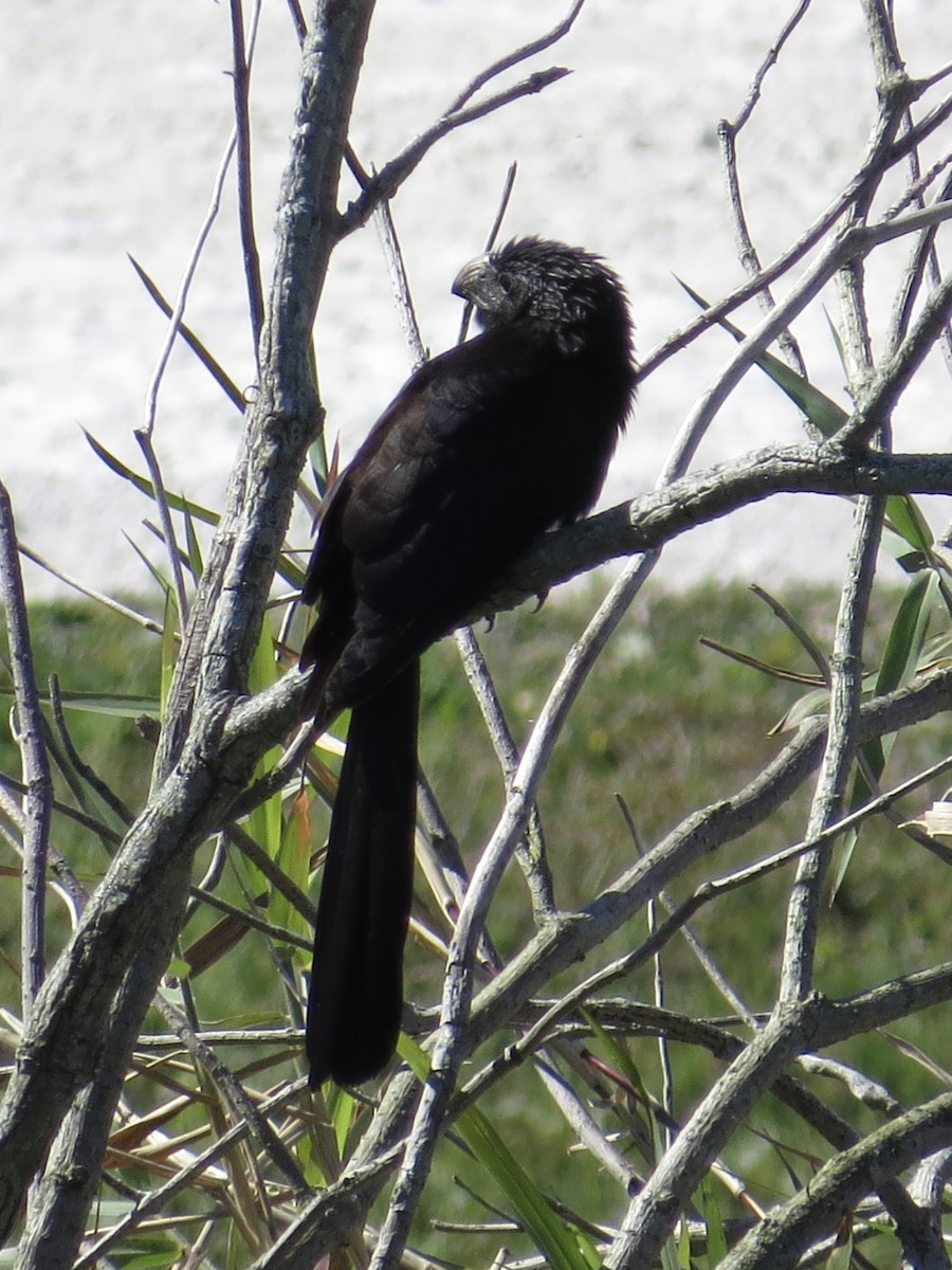 Groove-billed Ani - ML616305568