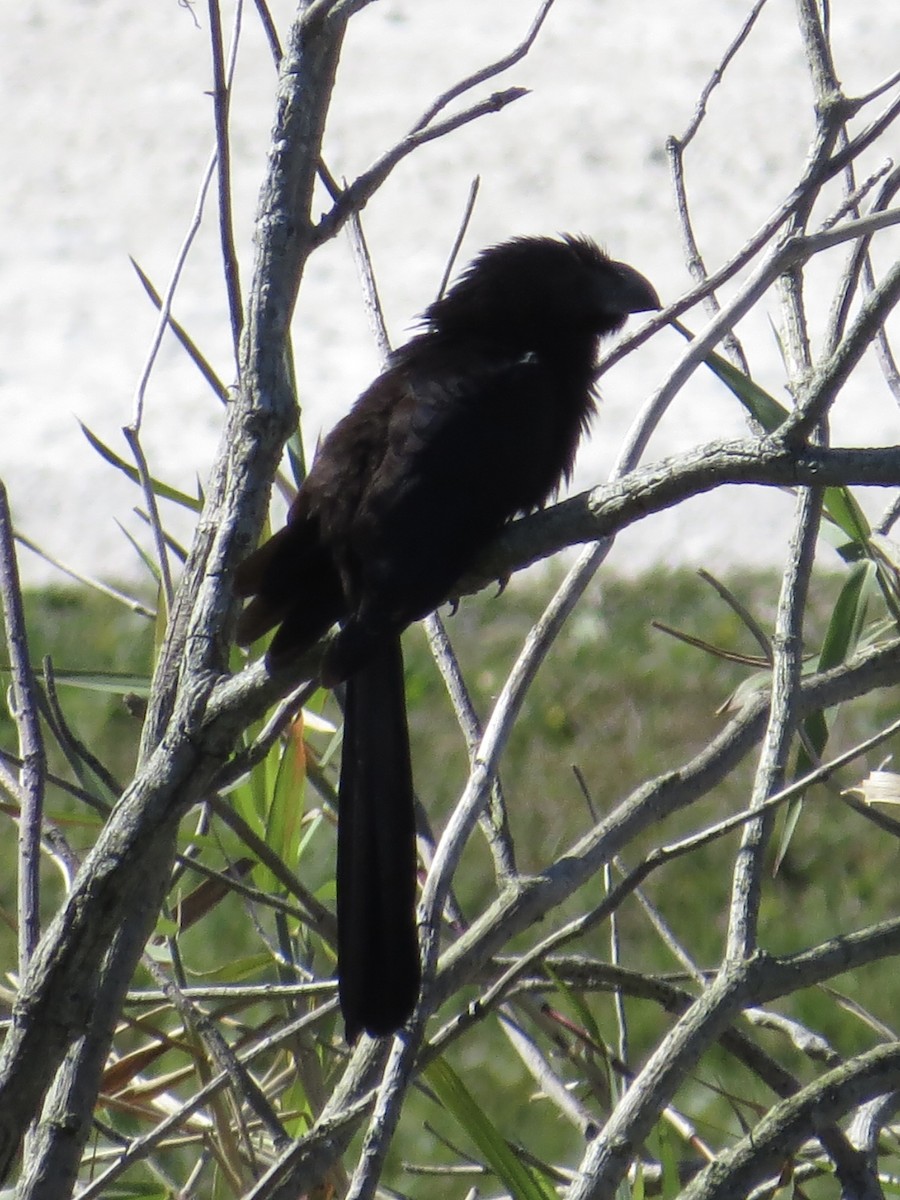 Groove-billed Ani - ML616305570