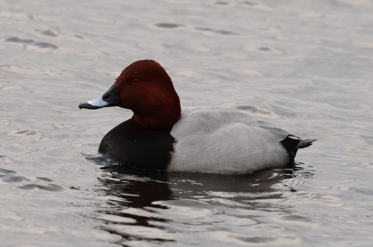 Common Pochard - Nick Lethaby