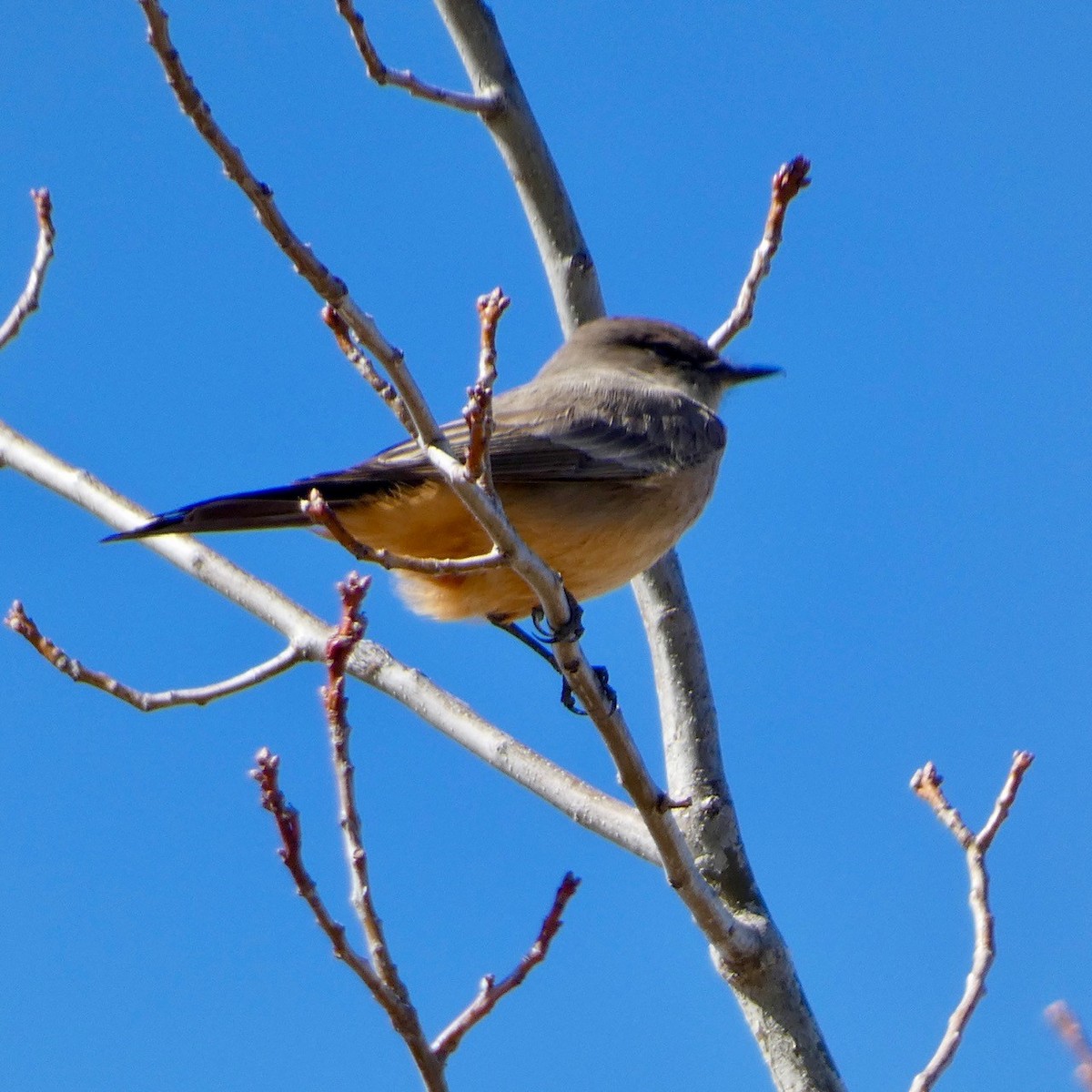 Say's Phoebe - ML616305629