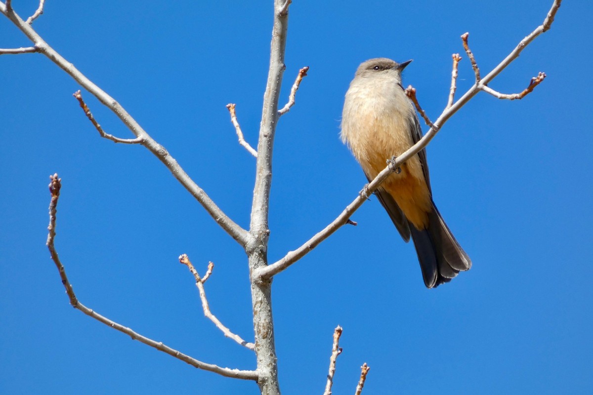 Say's Phoebe - ML616305630