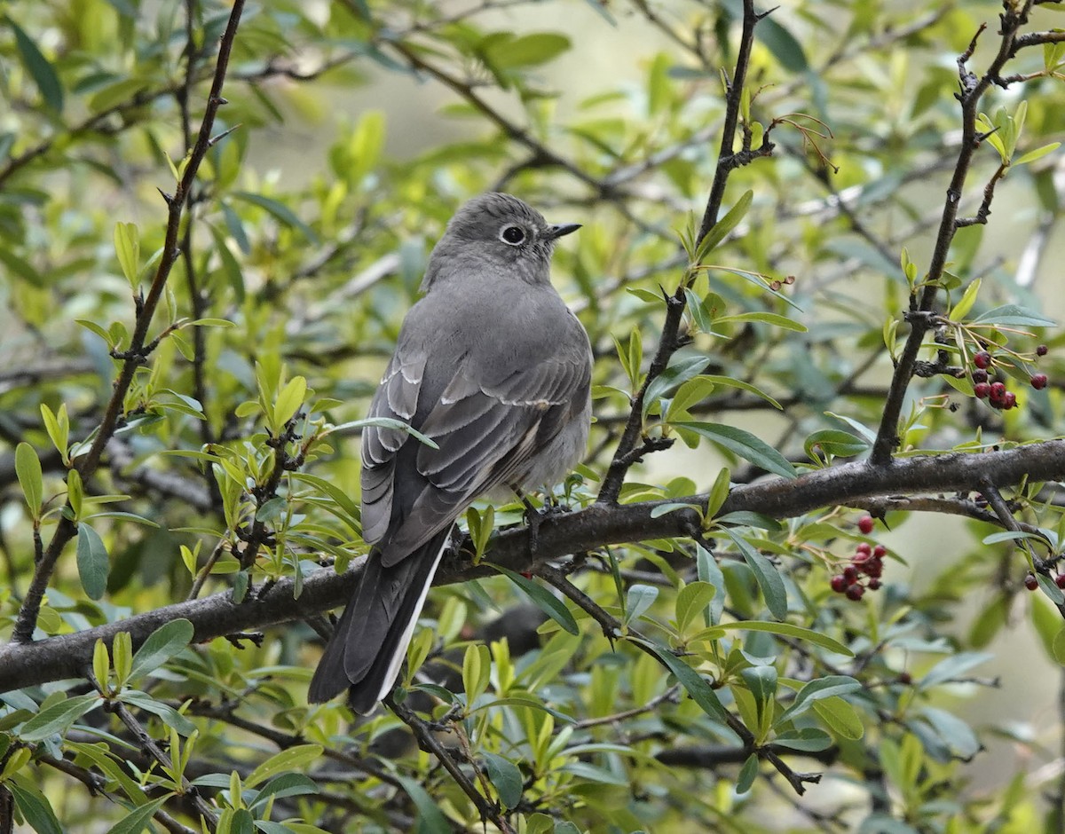 Townsend's Solitaire - ML616305695