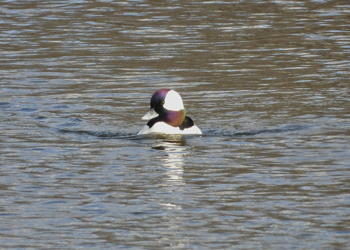 Bufflehead - ML616305696