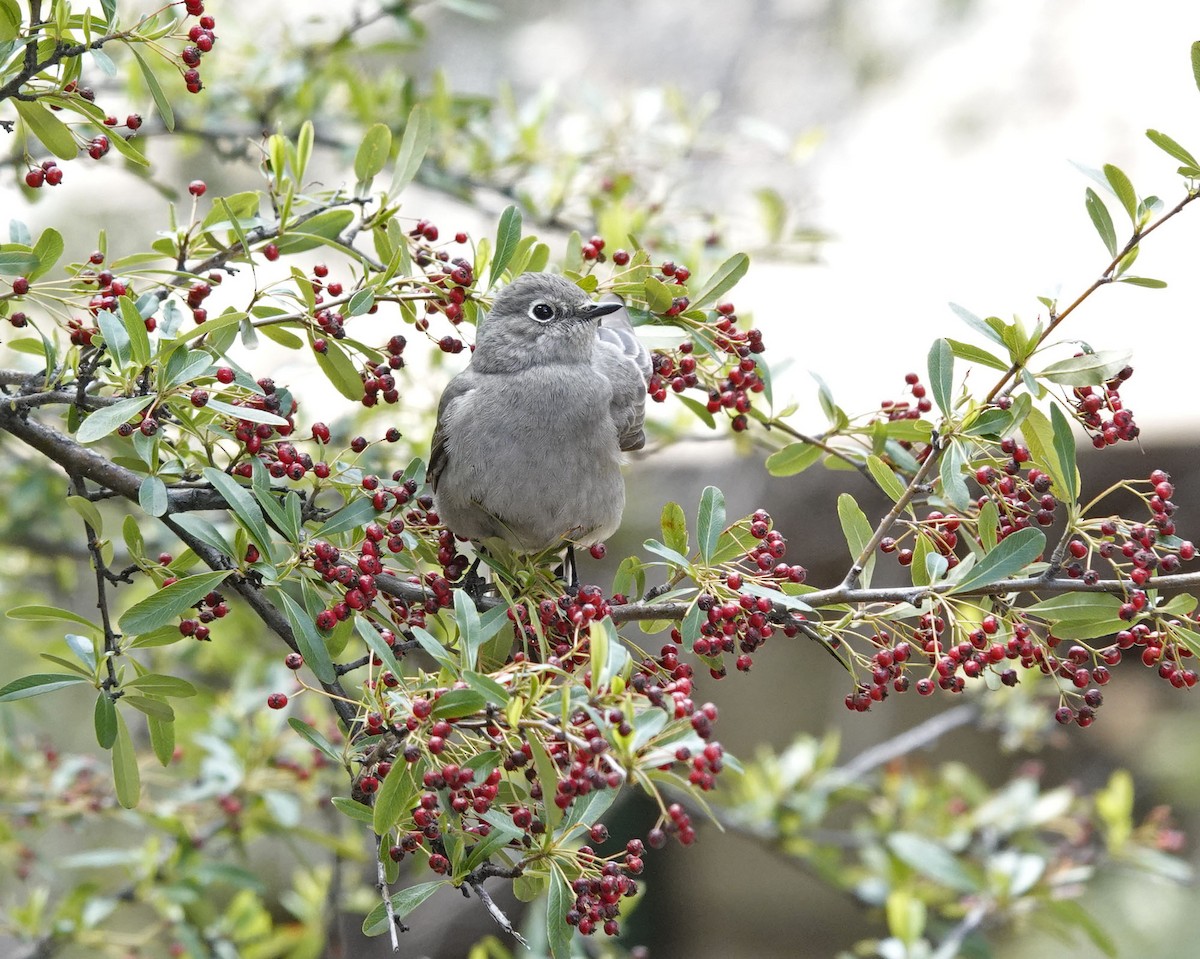 Townsend's Solitaire - ML616305700