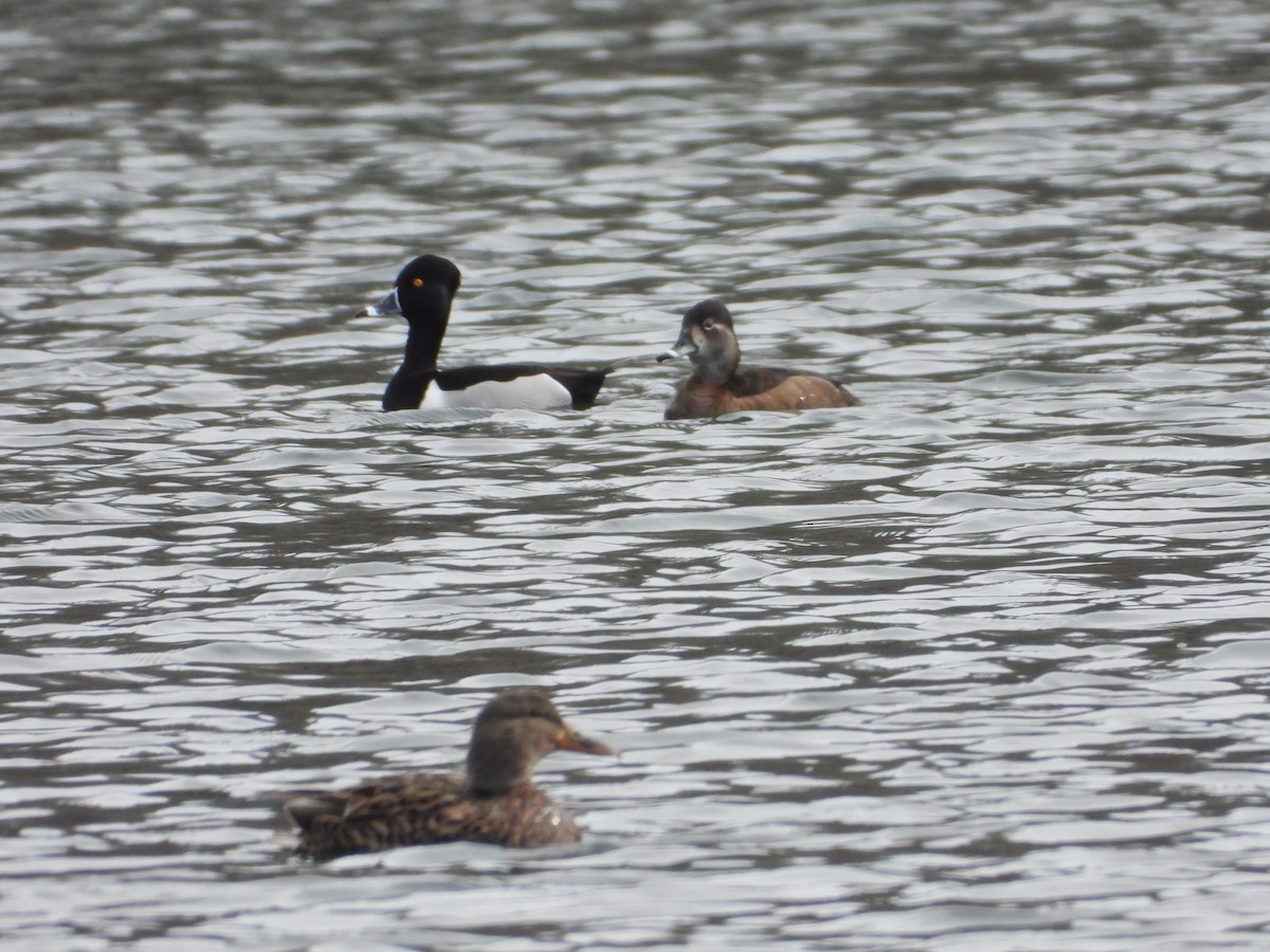 Ring-necked Duck - ML616305725