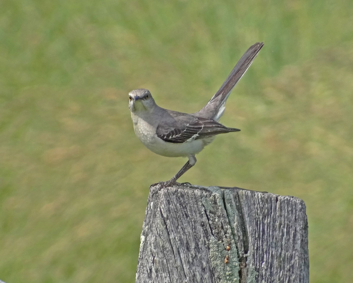 Northern Mockingbird - Aubrey Merrill