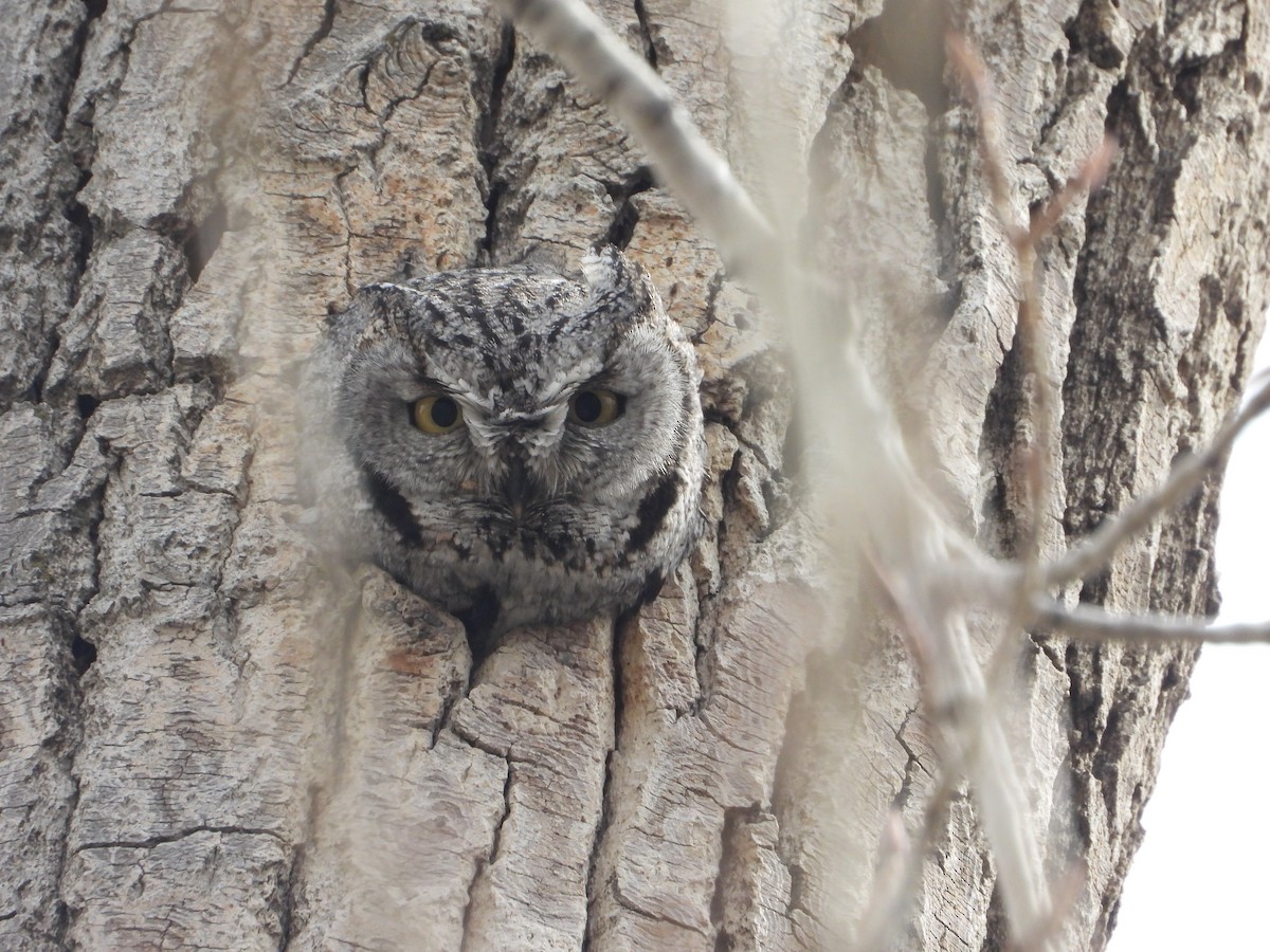 Western Screech-Owl - ML616305743