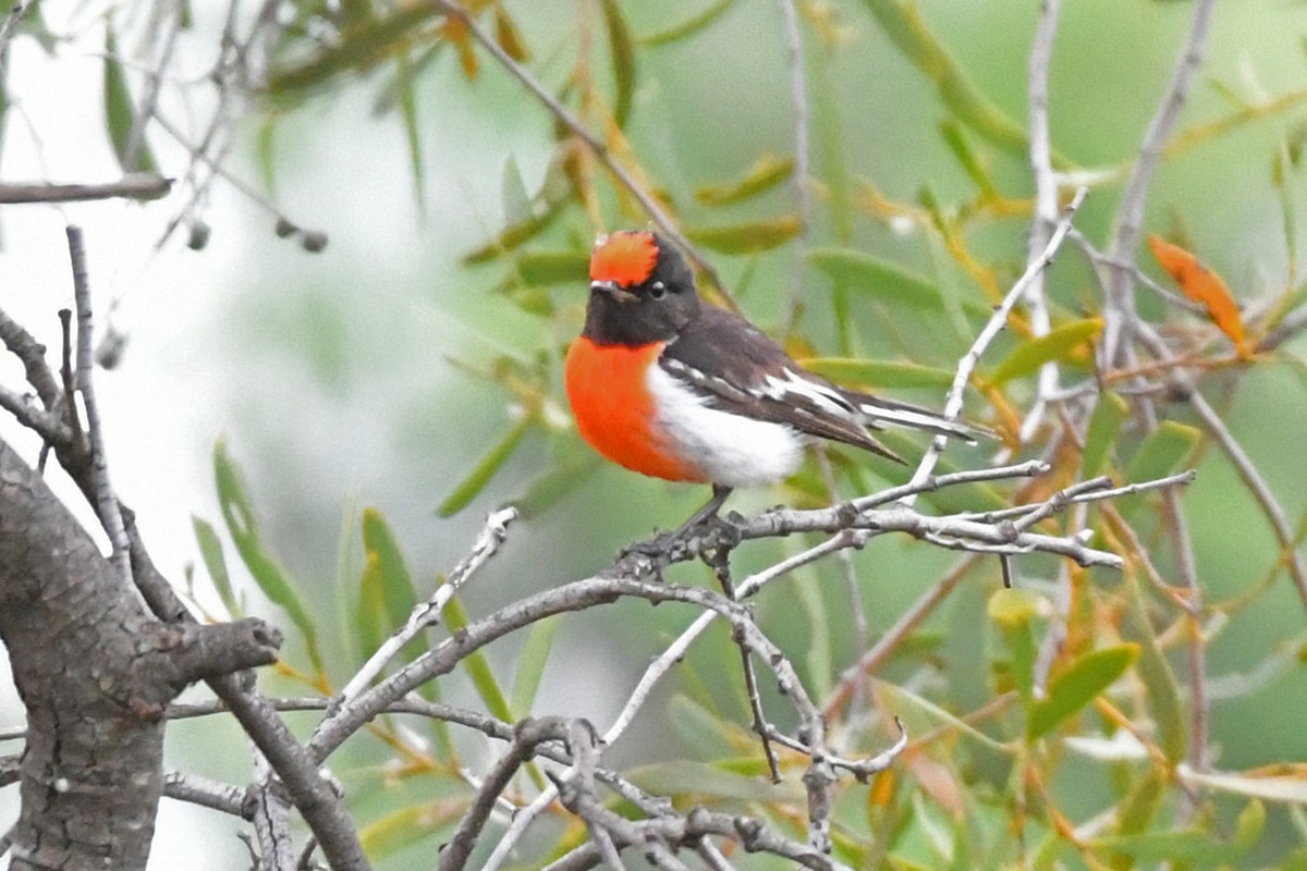 Red-capped Robin - Terry Rosenmeier