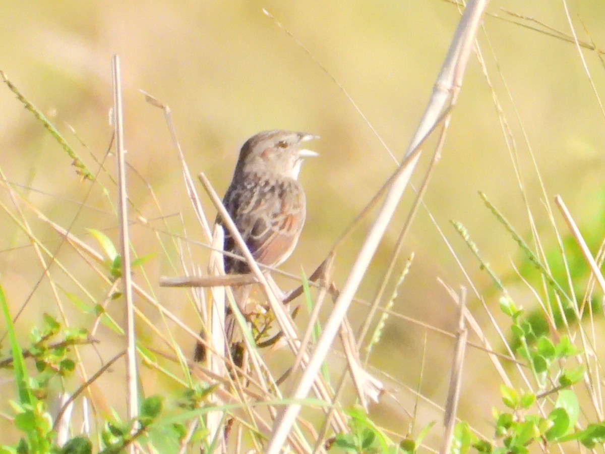 Botteri's Sparrow - ML616305836