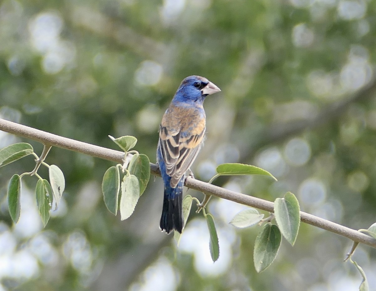 Blue Grosbeak - ML616305860