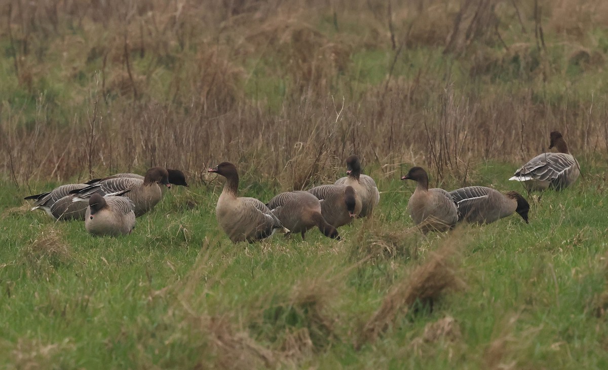 Pink-footed Goose - Nick Lethaby