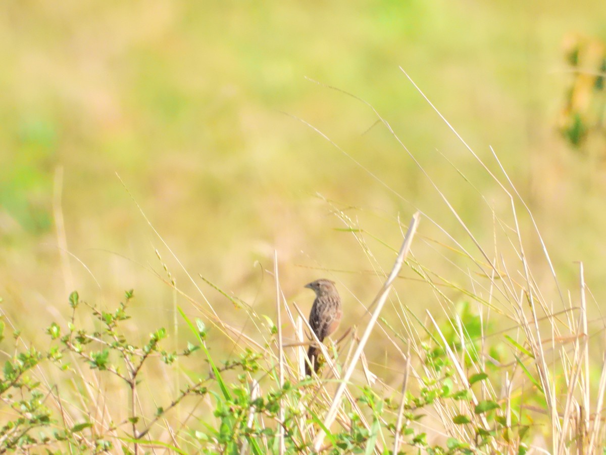Botteri's Sparrow - ML616305870