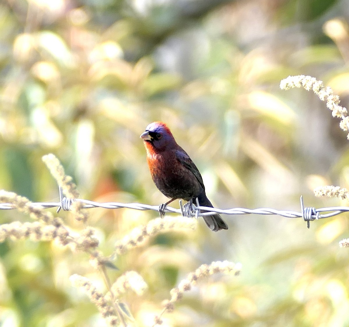 Varied Bunting - ML616305873