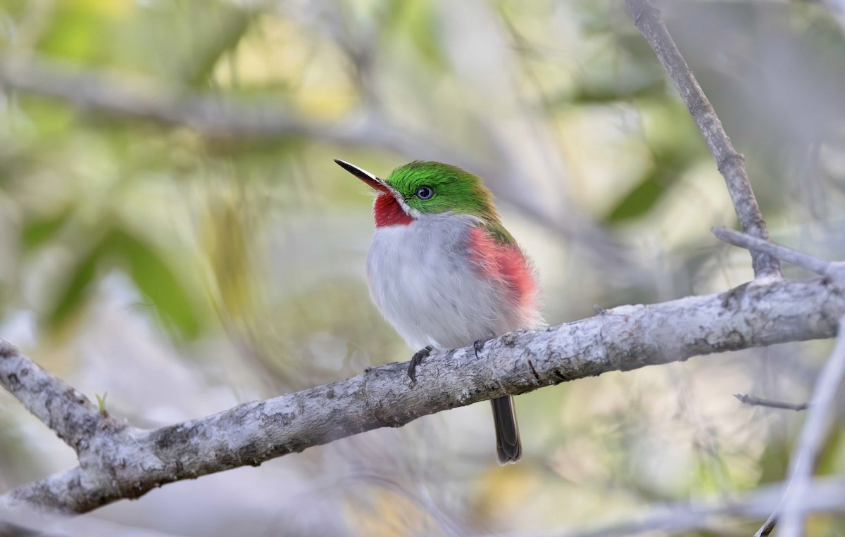 Narrow-billed Tody - ML616305935