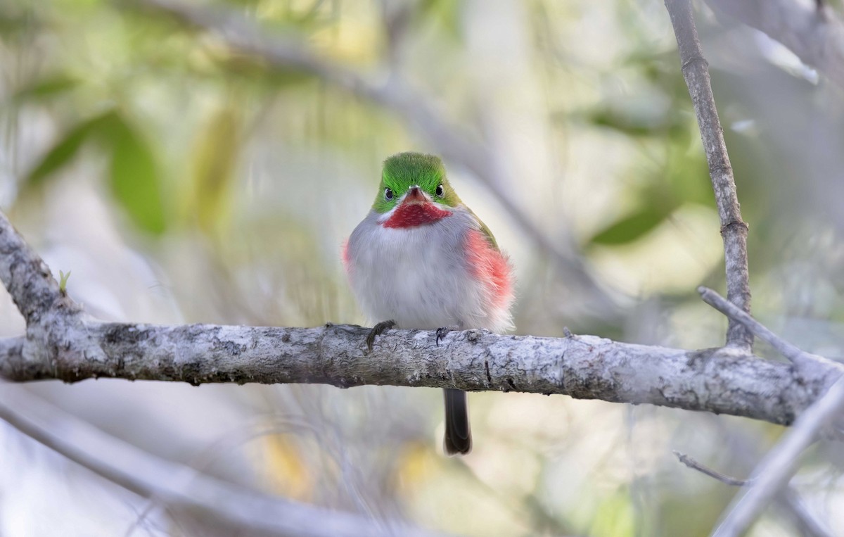 Narrow-billed Tody - ML616305936