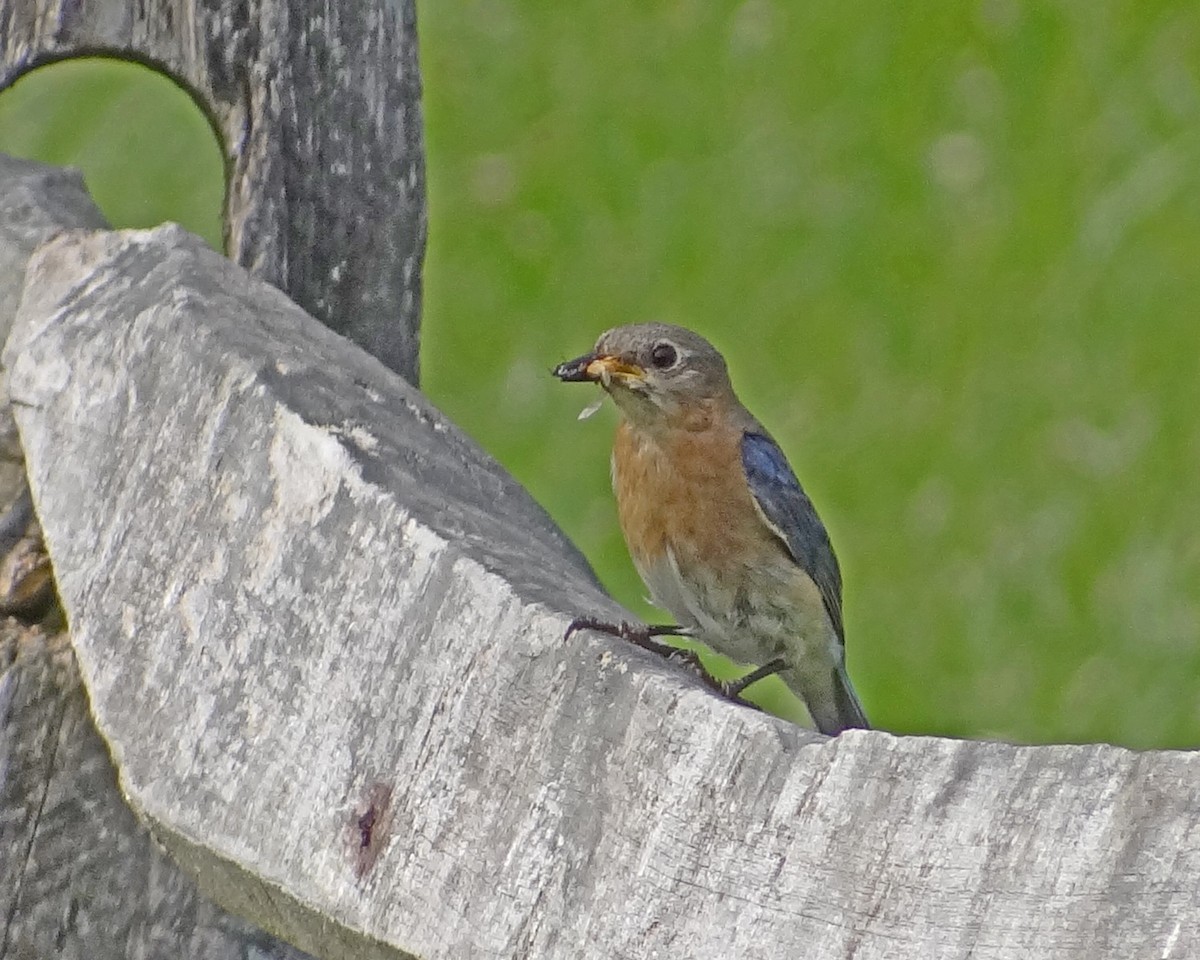 Eastern Bluebird - Aubrey Merrill