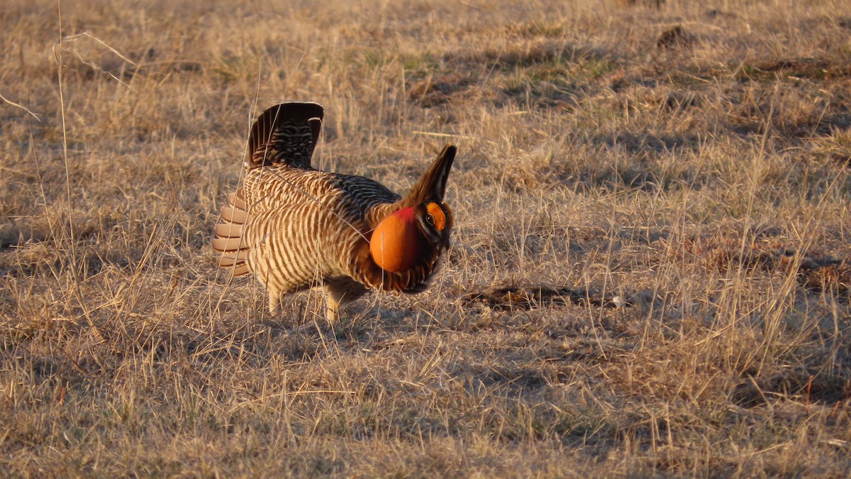 Greater Prairie-Chicken - Greg Osland