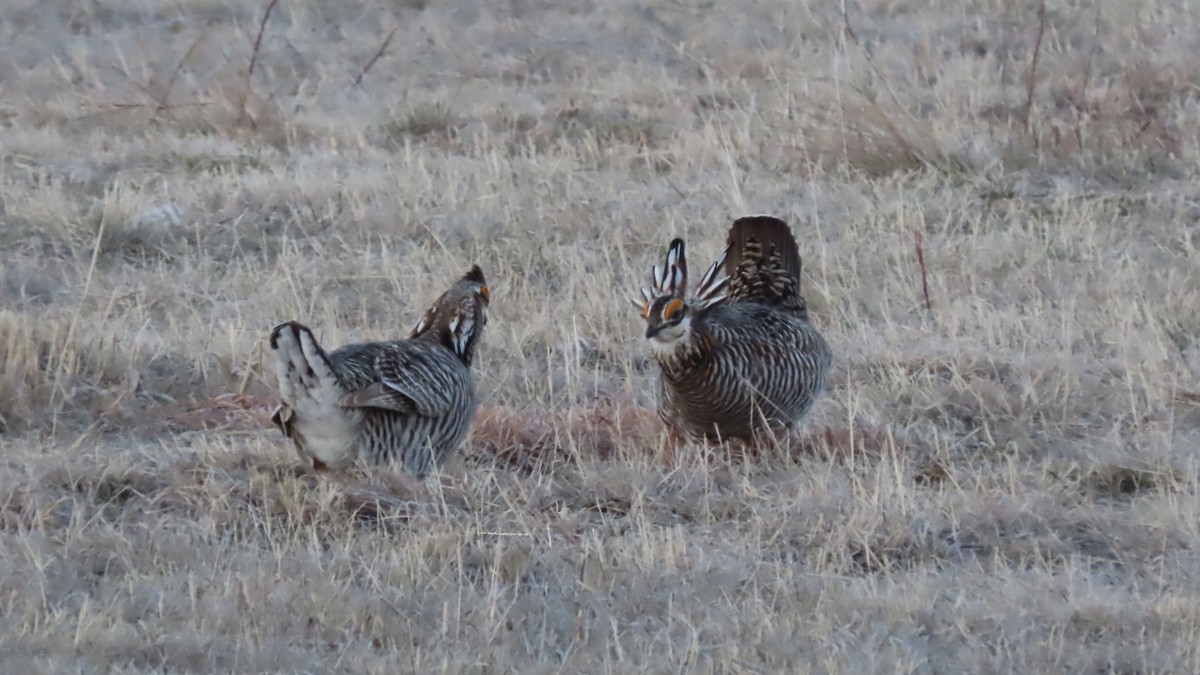 Greater Prairie-Chicken - ML616305958